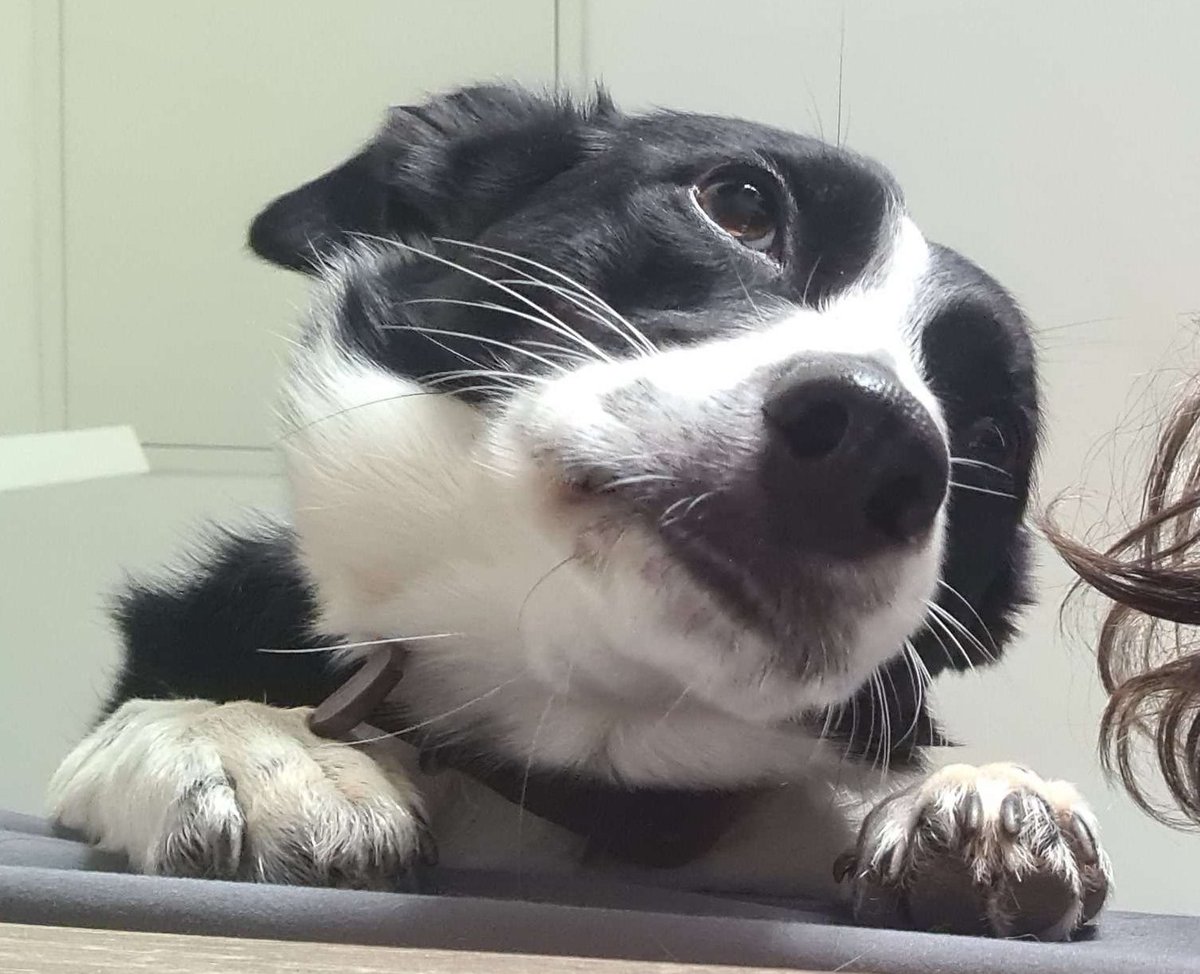 KaiffYT's tweet image. Cutest picture I've ever taken of Remi
#bordercollie #pupper