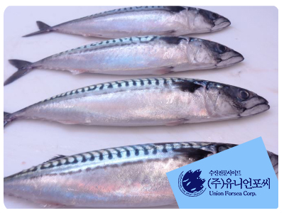 UnionForsea's tweet photo. Mackerel's prices rise sharply due to lower imports.
of frozen mackerel imported through April was 24,052 tons, a 15.1% decrease in imports compared to 28,326 tons in 2023, and domestic distribution prices are turning upward. https://t.co/zVkMmeyUTG