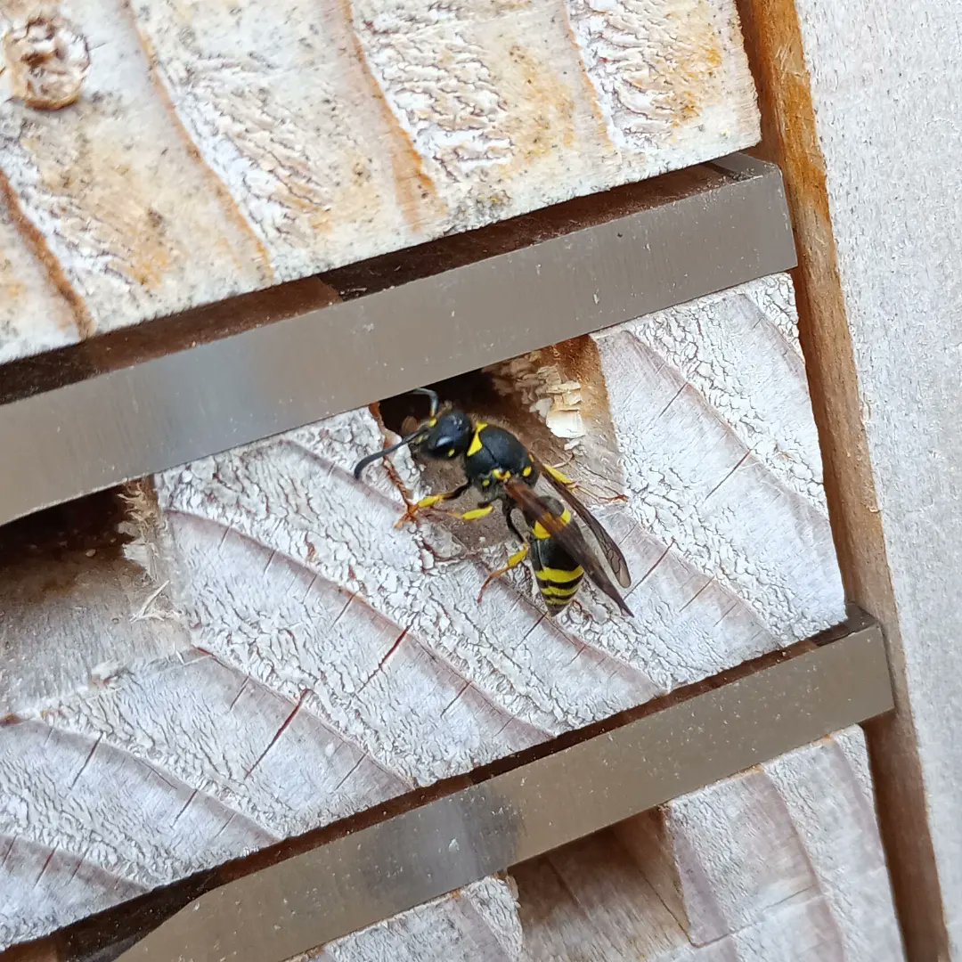 Did u know? Bee boxes aren't just for bees. Look at the beautiful home a little solitary Potter Wasp has created for her young. She forms muddy nesting cells for her babies, packs each with food, then lays one tiny egg per cell. Here she is, hidden in her nest, hard at work ....