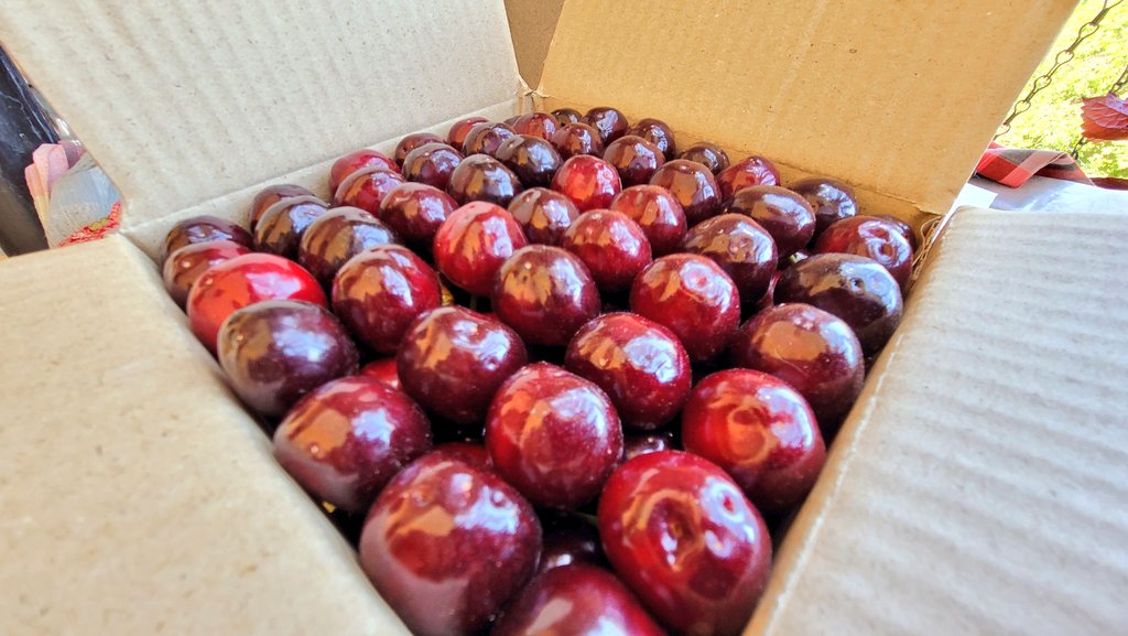 Cherry season. #Kotgarh #Shimla #fruitsbasket #cherry