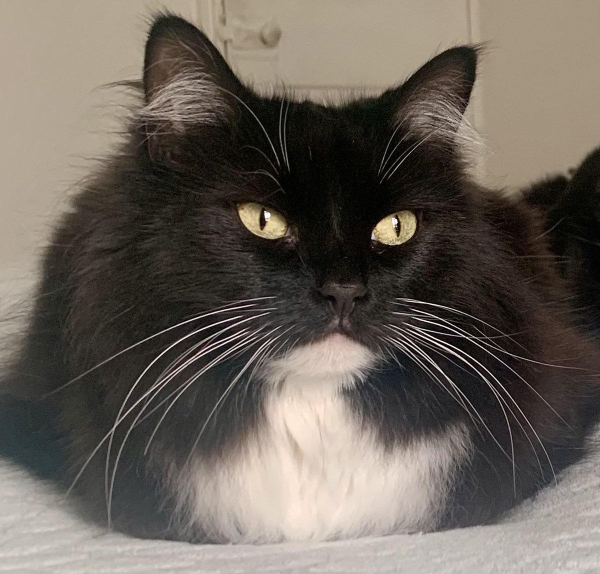 A puurrrfect loaf from Nancy this #kittyloafmonday - have a great day everyone 🐈‍⬛💕🍞
