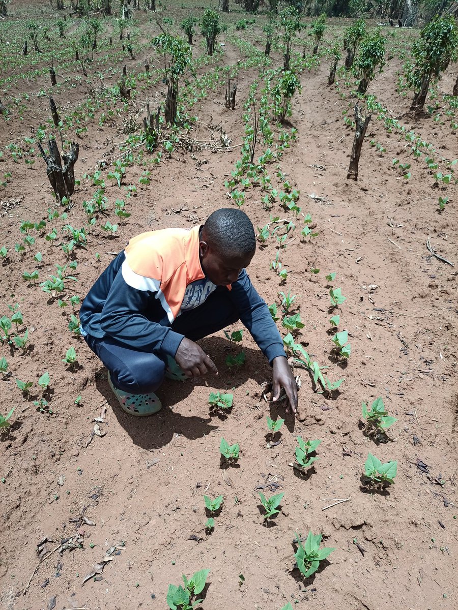 Soil erosion poses a significant threat to agricultural productivity and environmental sustainability.However,by implementing effective techniques such as agroforestry,contour ploughing and intercropping, farmers can build a solid foundation against soil erosion and climate chang