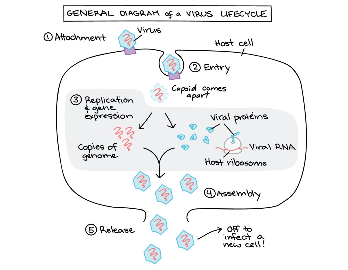 GenScript's tweet photo. #biologyfacts For a typical virus, the lifecycle can be divided into five broad steps (though the details of these steps will be different for each virus)👇🌟
#viralinfection #cell #virallifecycle #virus #basicknowledge #biologynotes 
Image from khanacademy https://t.co/wb8MrM21Cx