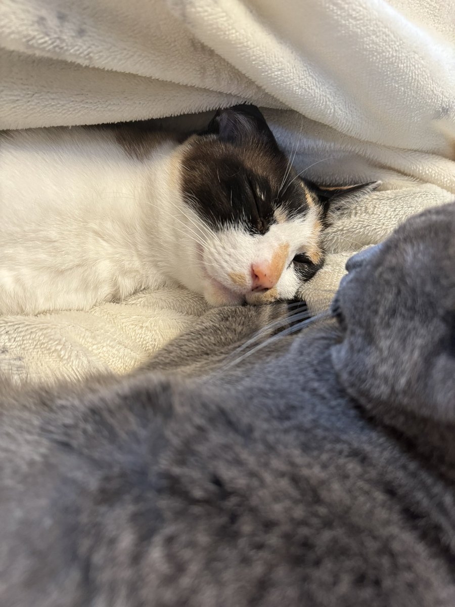 3rd__dr3's tweet photo. 秘密基地
#ねこ
#保護猫 https://t.co/bLBLG7ENGh