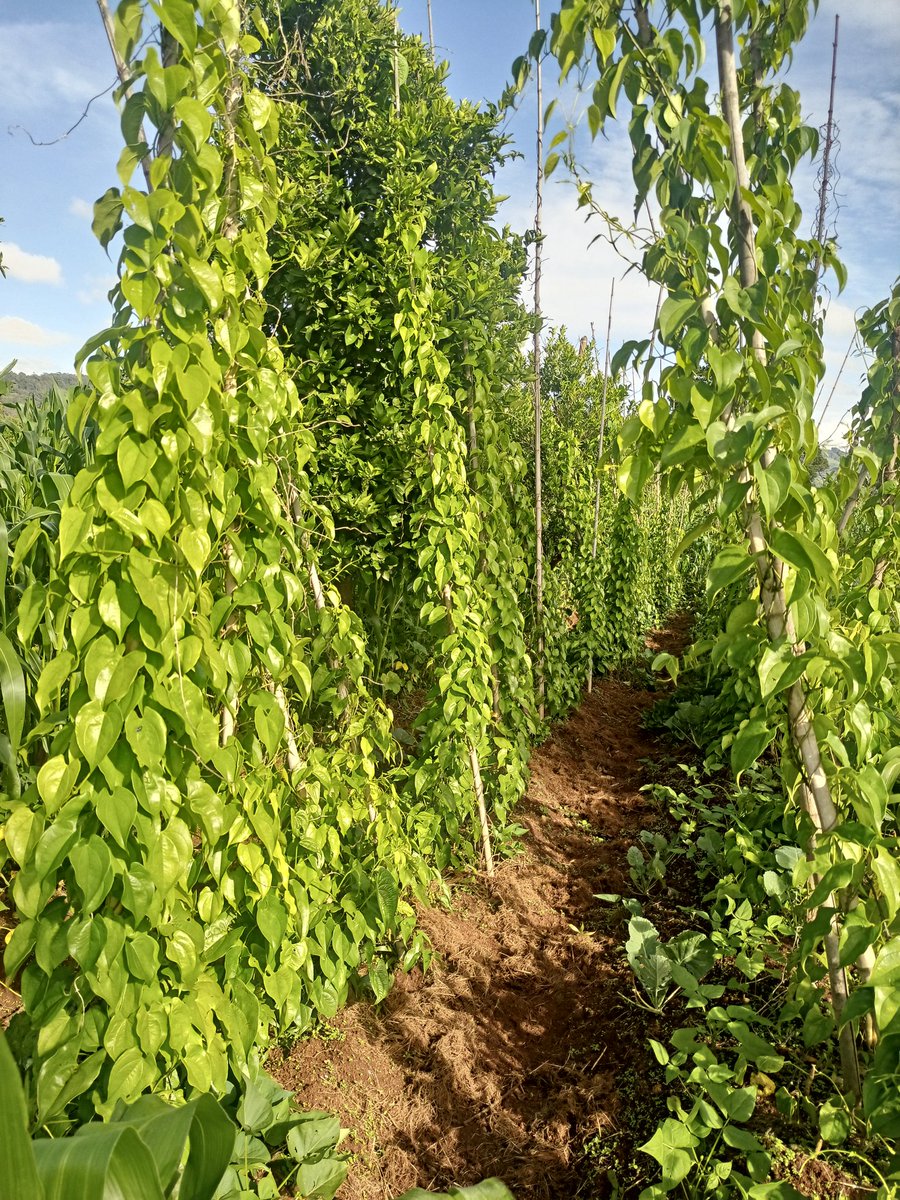 One of the biggest advantages of intercropping is that it allows farmers to maximize their land use and increase their yield.  intercropping allows farmers to diversify their crops, making the most of their land and resources.