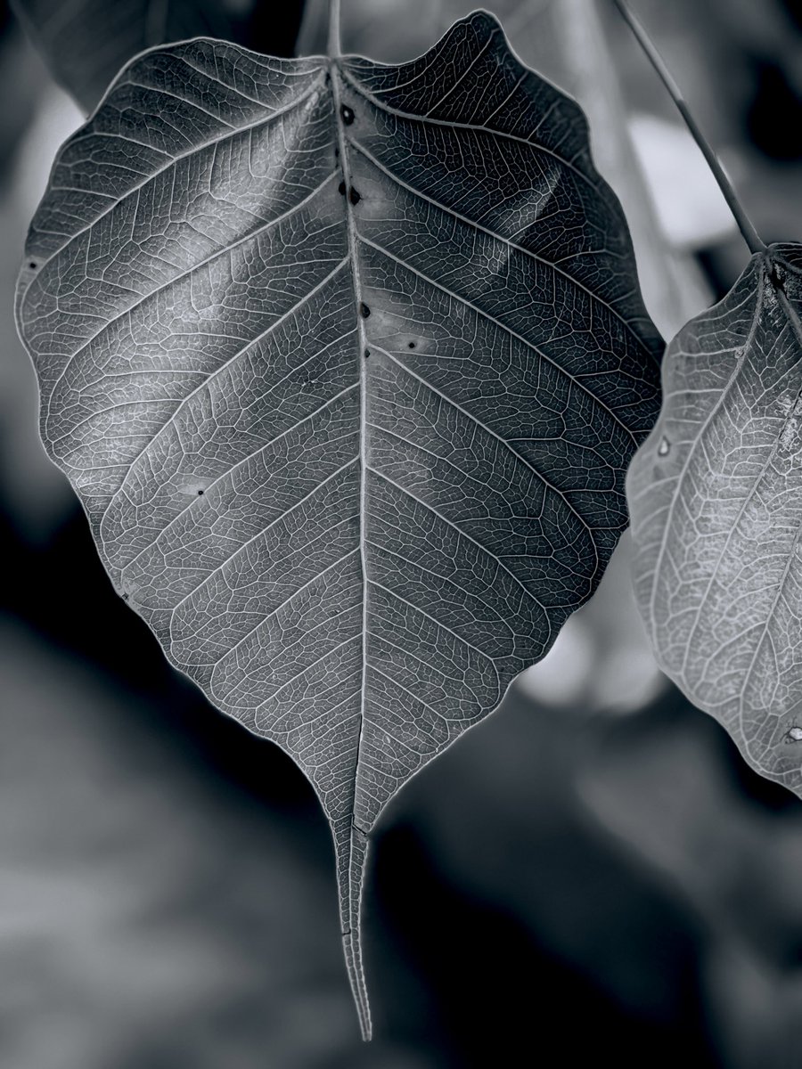 Sri_Skyhawk's tweet photo. Dark Themed Pictures ๐ธ
#SriLanka #kandy #temple #darkthemed #edits #PictureOfTheDay #picturepinterest #gorgeousplaces #hillcountry #hills #landscape #macroimages #macro #pictures #nature #naturelovers #NaturePhotography #dailypics #photograghy https://t.co/OB9Q80QZ4d