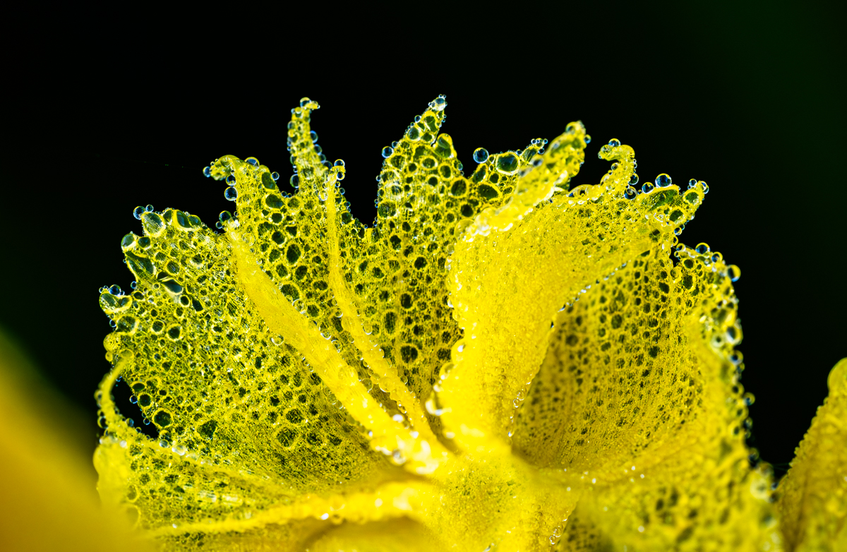 Dewy Yellow Iris style crest #Macro #MacroMonday #MacroHour #FlowersOfTwitter #Flowers