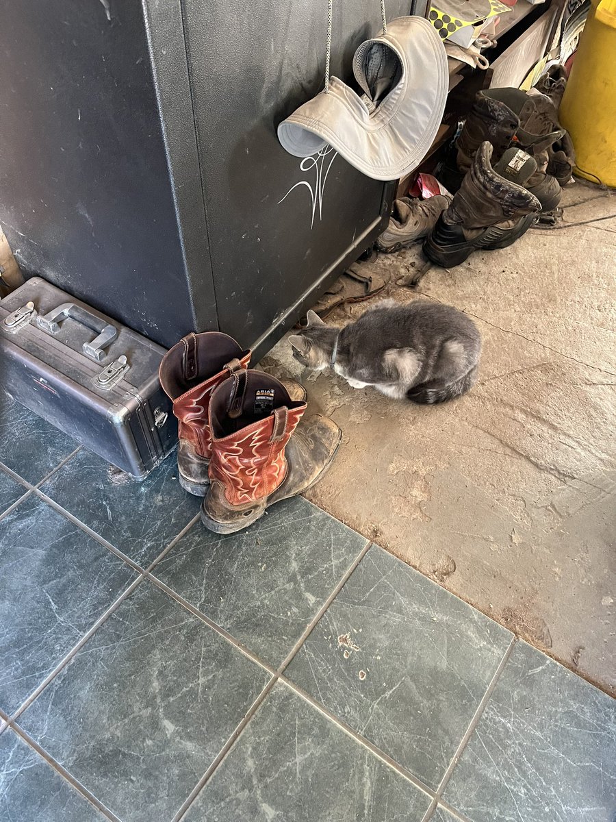 3 hrs later cut to me saying 'im a grown a$$ woman i can pick up a half eaten mouse. Lili stop playing with your food!!' The Tall One was in the middle of eating his first taco otherwise he'd do it.