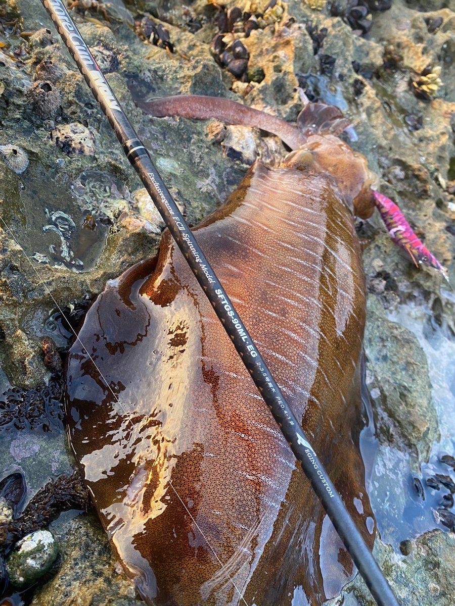 Eging with Shore Gun EVOLV in Japan 🇯🇵 Rod: Shore Gun EVOLV 90ML •EG (Eging model) Thank you Joe !! #palmsfishing #eging #shoregunevolv #squid #squidfishing #calamari #calamarifishing #totanara #egi #egingfishing @palms_japan