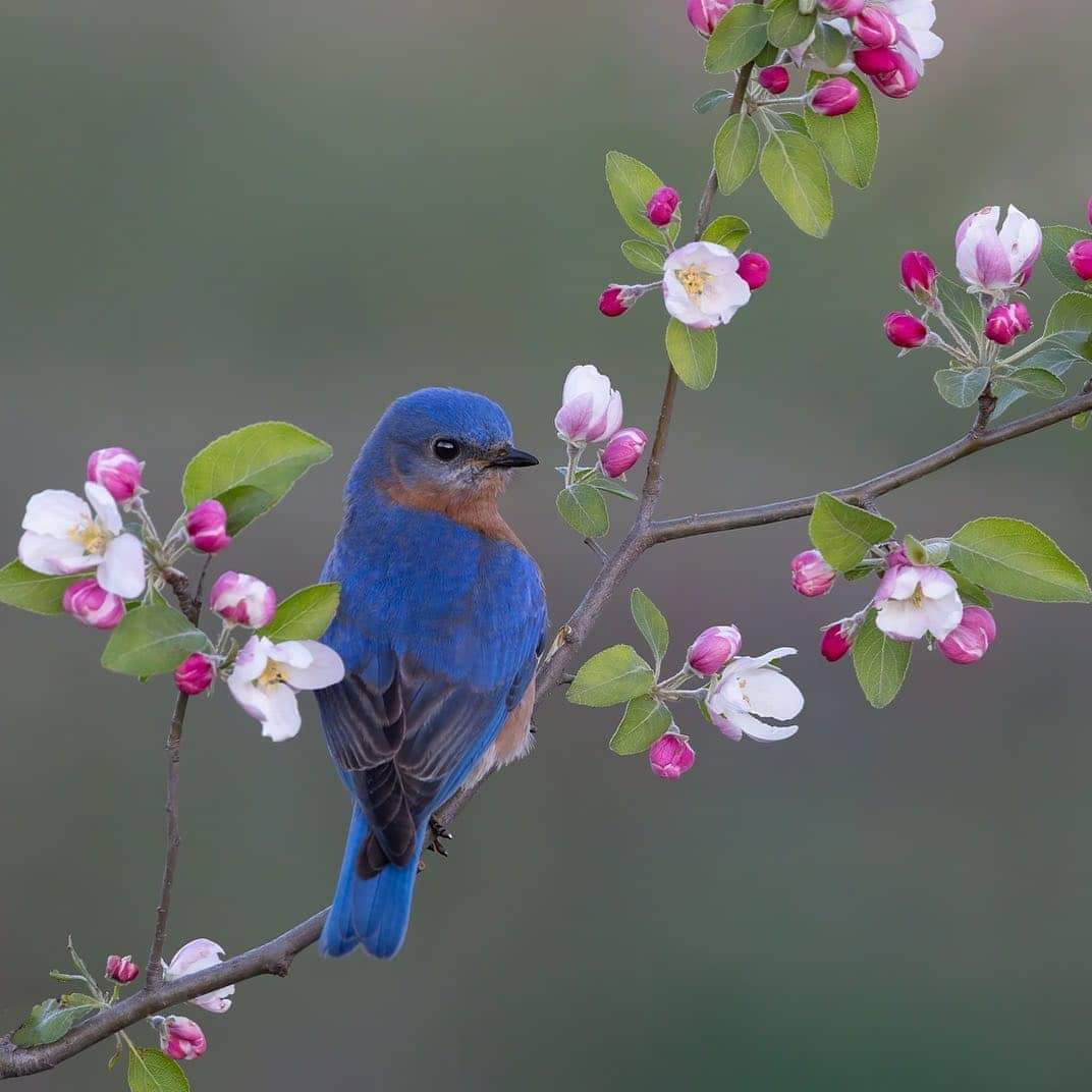 Beautiful! Bluebird 🥶🥰