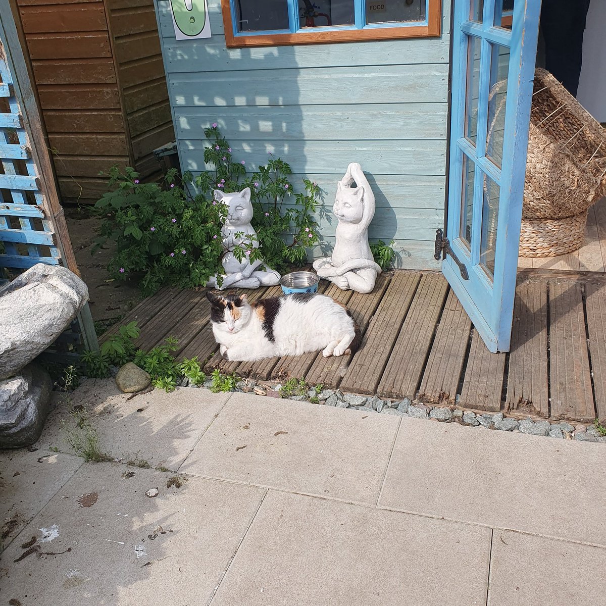 #MondayVibes ~ what a great day it was for afternoon tea yesterday. Even the Freerangers made an appearance. Here Annwyn was enjoying the sunshine 🌞🐾😻 #inthecompanyofcats #purrfectfelines #CatsOnTwitter #catrescue #seniorcats
