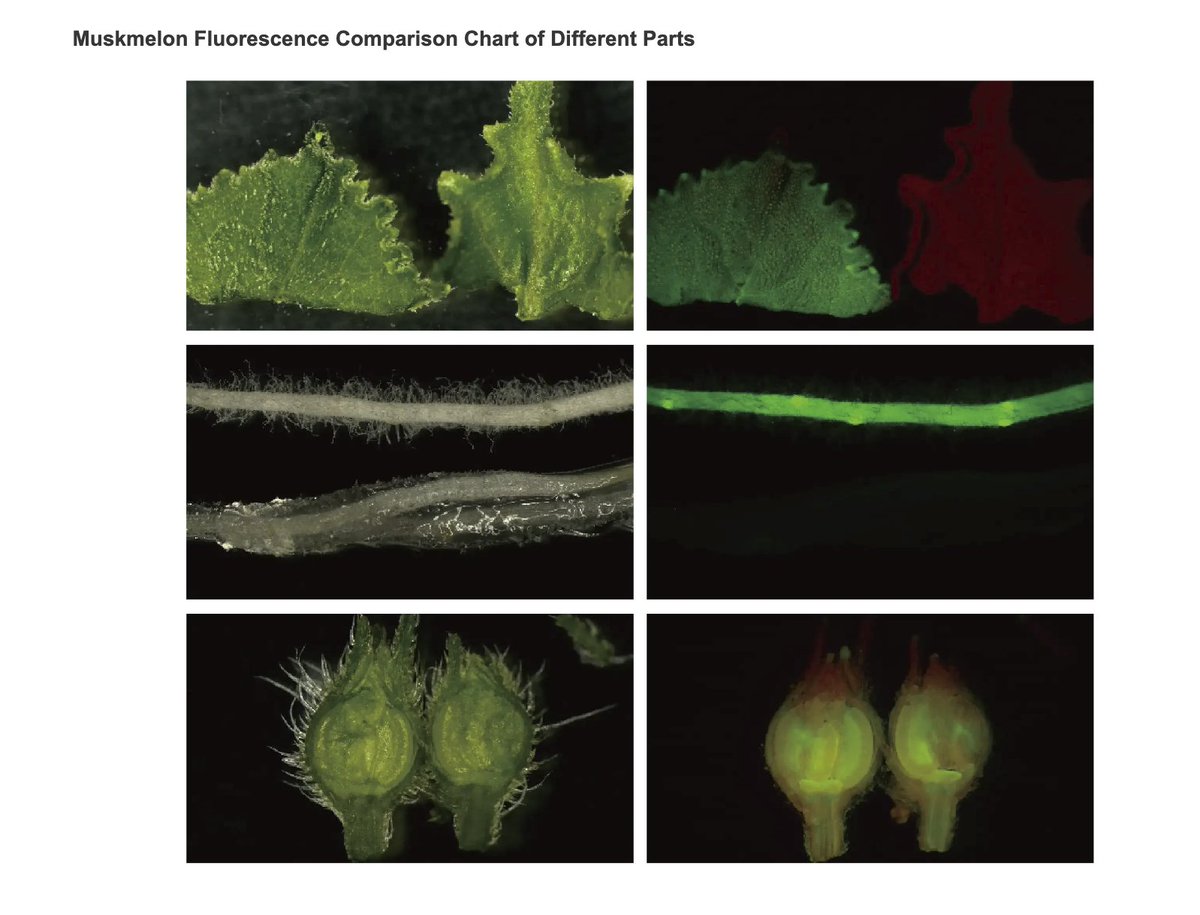 WIMI's Muskmelon Fluorescence Comparison Chart offers a detailed look at variations across parts, enhancing our genetic insights. 🍈📊 
#WIMI 
#MuskmelonGenetics 
#FluorescenceAnalysis 
#GeneticTransformation 🧬🔬🌱🧪🌟