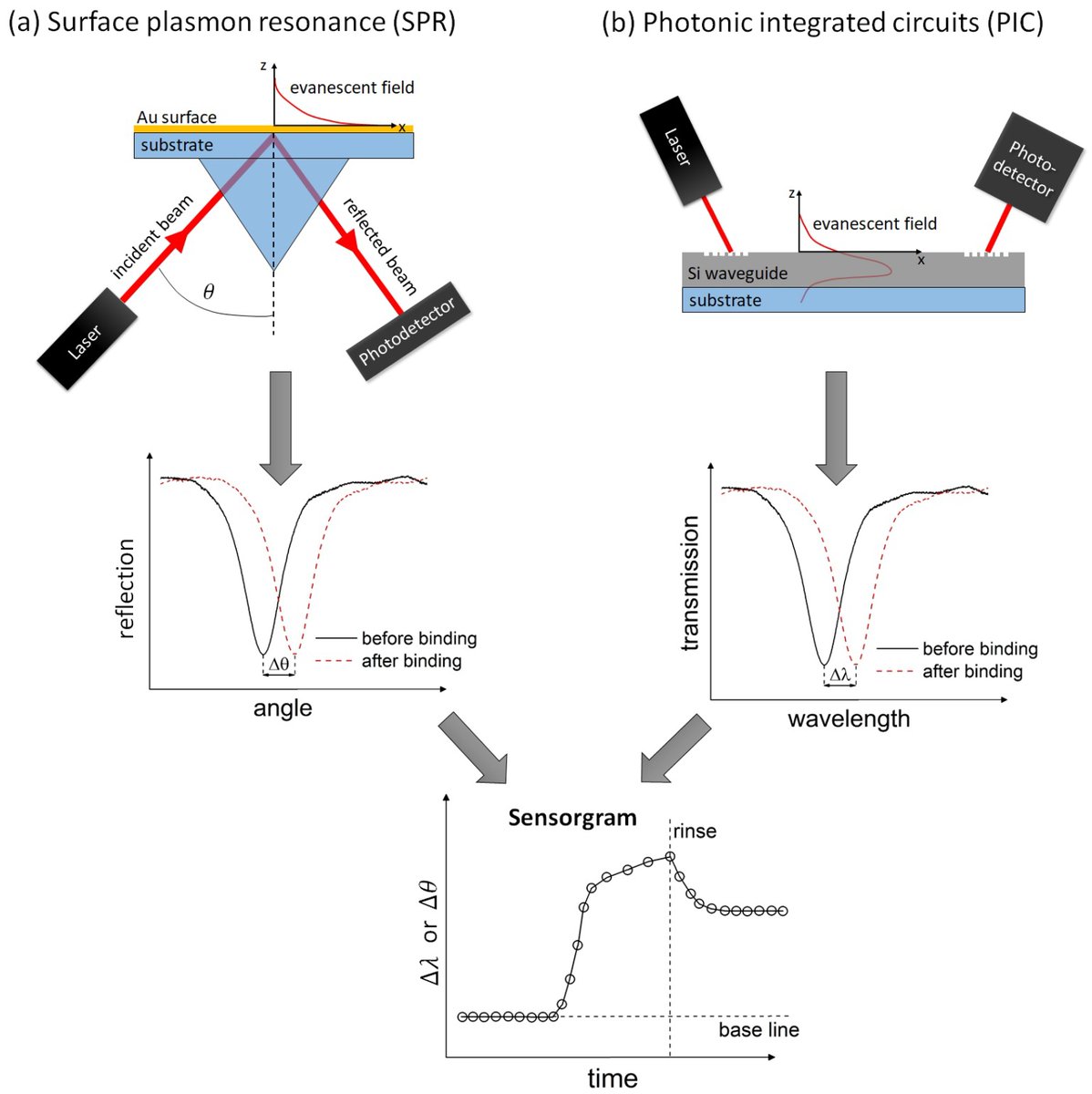 Sensors_MDPI's tweet image. Surface Plasmon Resonance (SPR) Spectroscopy and Photonic Integrated Circuit (PIC) Biosensors: A Comparative Review
mdpi.com/1424-8220/22/8…
#photonicintegratedcircuits #biosensor #surfacefunctionalization #labelfreedetection
