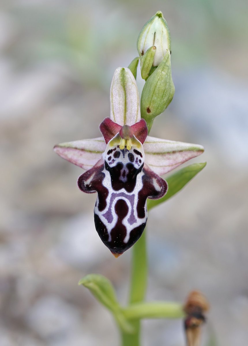 The face of Ophrys cretica ssp. beloniae