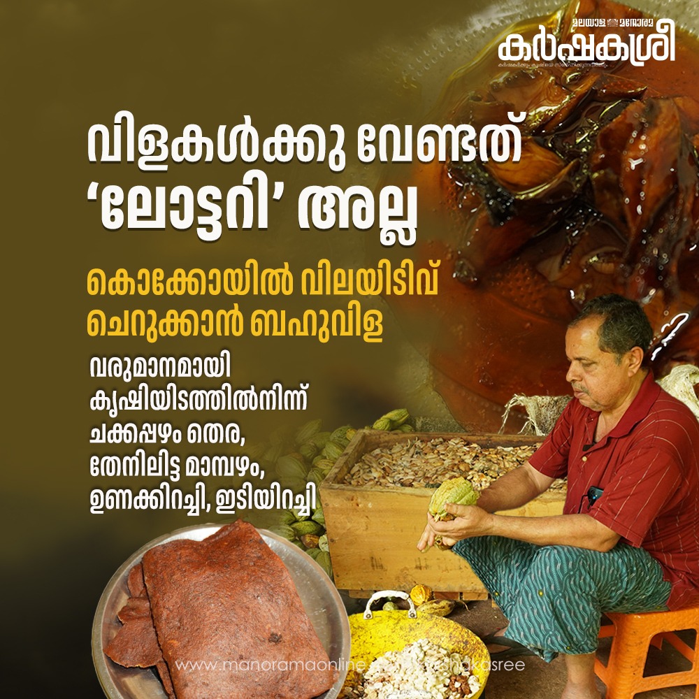 manoramaonline's tweet image. കൊക്കോ മികച്ച വരുമാനമാകുമ്പോൾ കൃഷിയിടത്തിലെ മറ്റു വിളകൾ മൂല്യവർധന നടത്തി വിൽപന നടത്താനും ജീജി ശ്രദ്ധിക്കുന്നു. ചക്കപ്പഴം ഉപയോഗിച്ചുള്ള തെര, ഉണക്കച്ചക്ക, ചക്കപ്പഴം ഉണങ്ങിയത്, മാമ്പഴം തൊലി നീക്കി ഉണങ്ങിയത്, കാപ്പിപ്പൊടി എന്നിവയെല്ലാം സ്വന്തം കൃഷിയിടത്തിൽനിന്നുള്ളതുതന്നെ #Cocoaprice…
