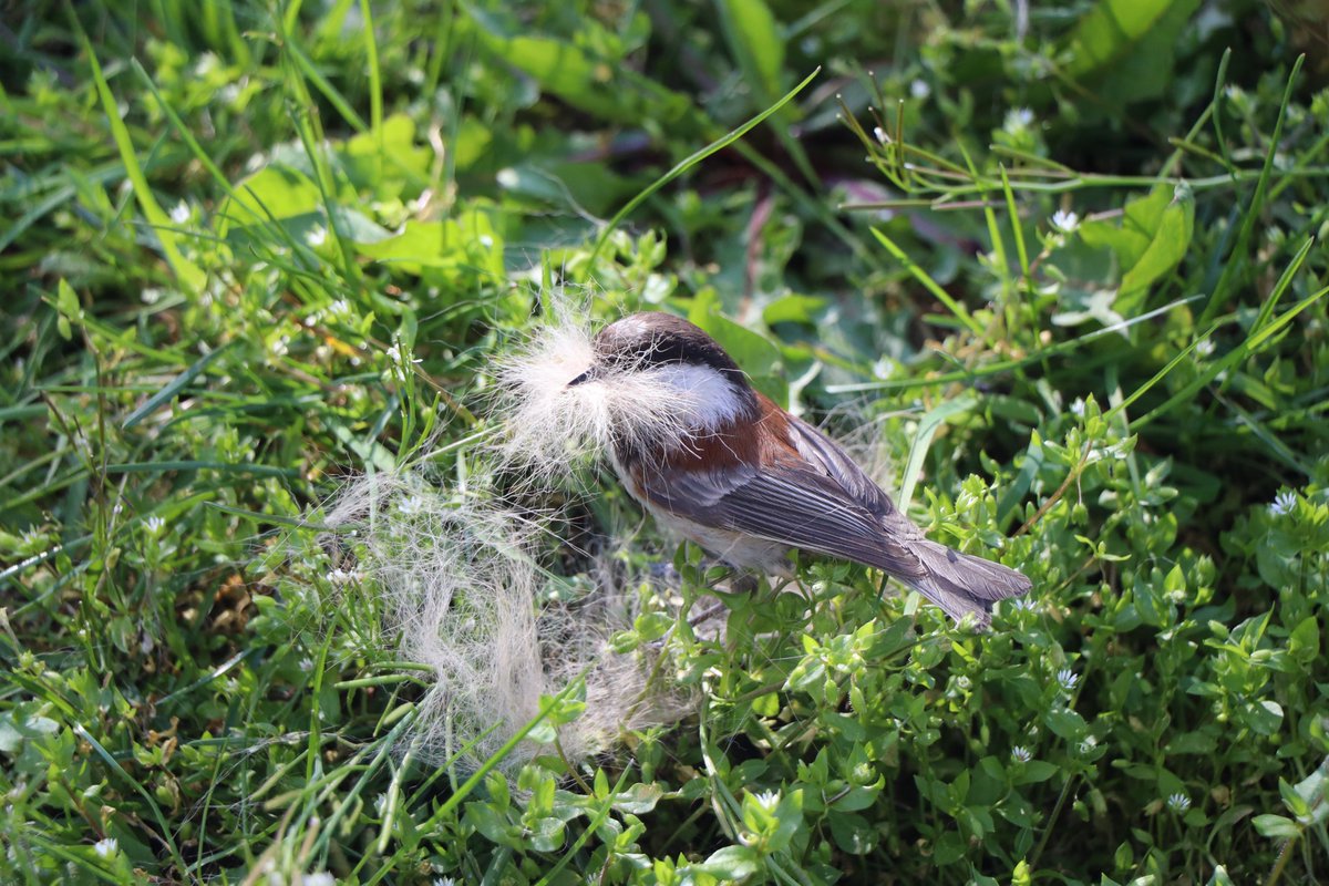 I've been leaving dog fur out for the chickadees - they seem to appreciate it ❤️