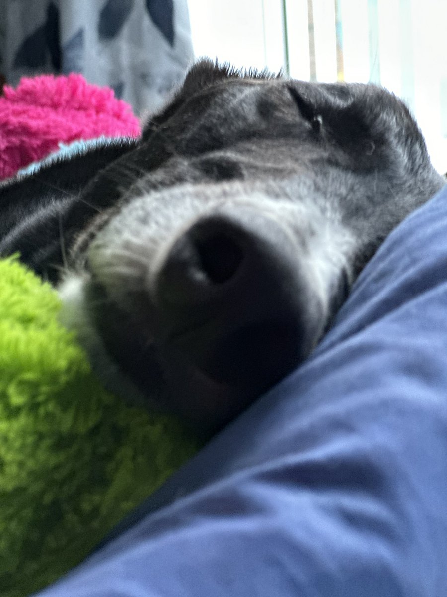 Hope you have a great #Monday! I’m having a snoozy morning! Take care and stay safe. Love Paddy 💙🐾🐾 #MondayVibes #greyhoundpaddy #dogsofX #greyhoundsmakegreatpets