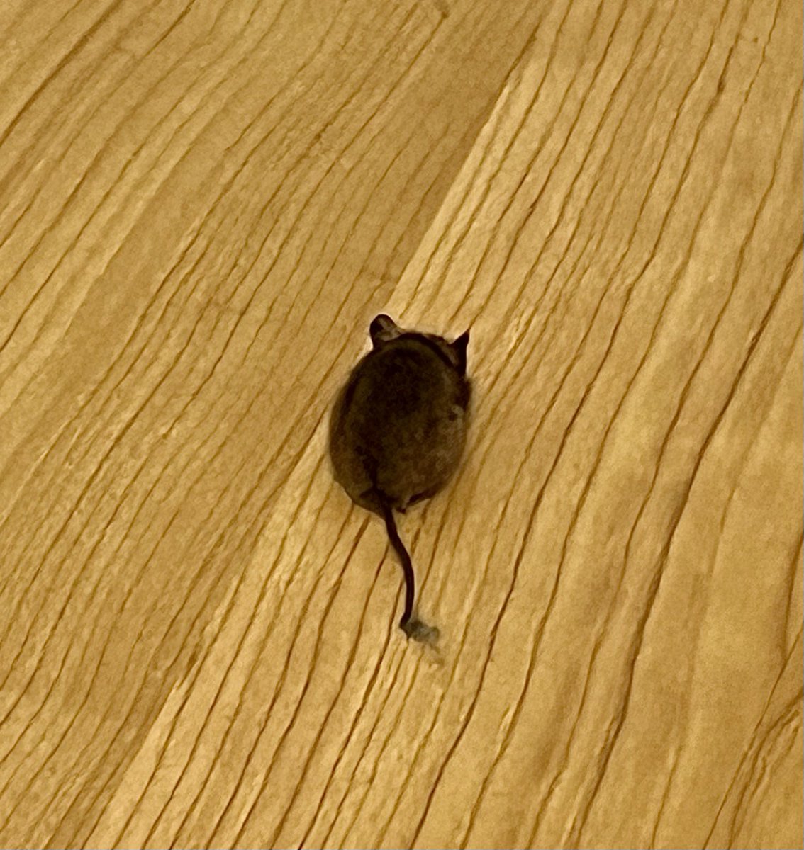 Friends! We are having an INCIDENT! Last night, Ralphy brought a Mouse inside… a REAL MOUSE. But it ran away and hid and we couldn’t find it. This morning, Mum had just settled me in the Garden when she came back inside and saw this! She’s just deciding what to do about it……