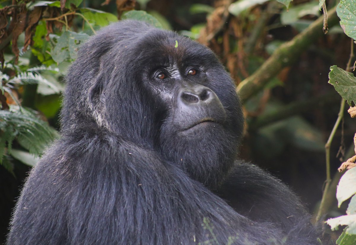 Gorilla Trekking is one of the thrilling wildlife adventures you should include in your lifetime activities.
In Uganda Gorillas can be trekked in;
Bwindi Impenetrable Forest National Park 
Mgahinga Gorilla National Park 
Photo credit: @MKenyaFulani48

#POATE2024
#wildlife