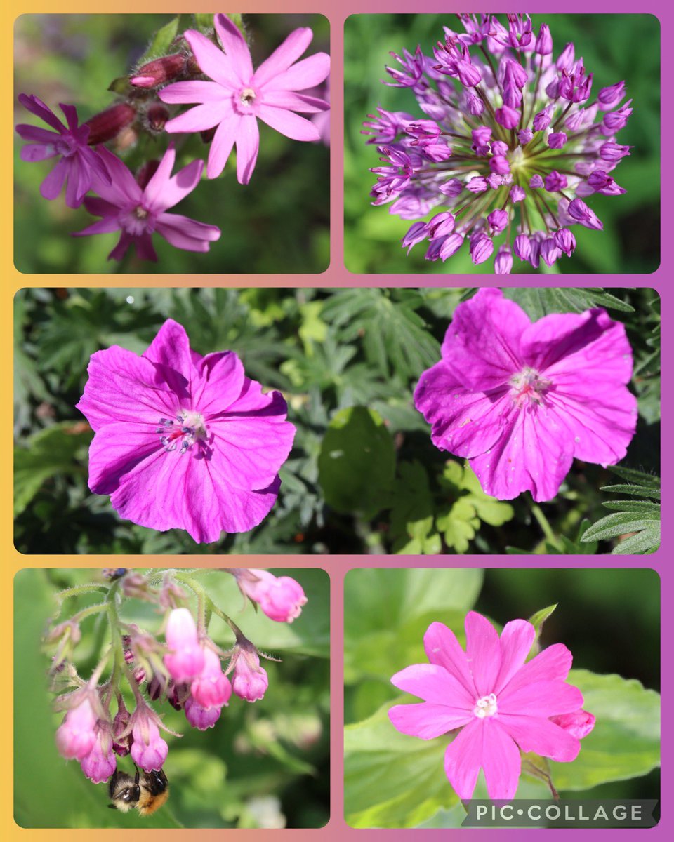 Happy #MagentaMonday with some new blooms from our garden today 💕🌸💕🌸💕🌸💕🐝