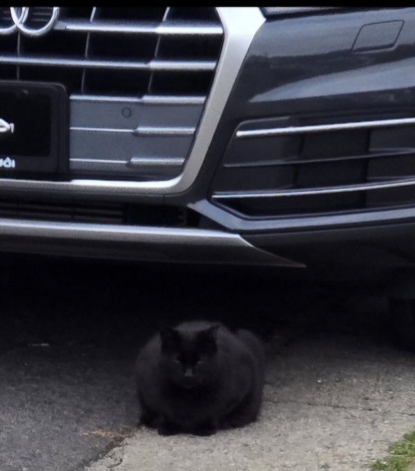 This cat sits in front of my truck every day and she's pregnant. Every time I go to pet her or call her