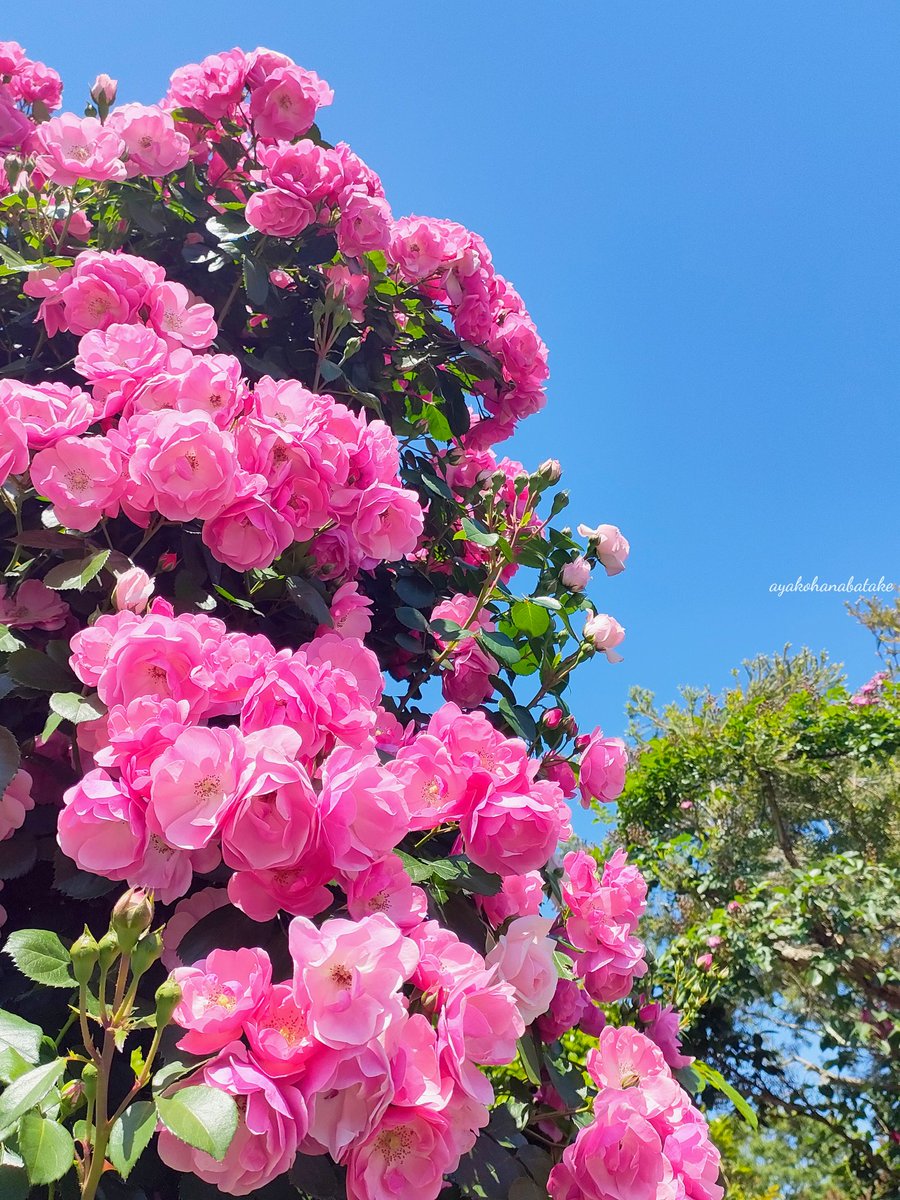 おはようございます。
月曜日から☔でテンション下がりますね。頑張りすぎず、乗り切りましょう😊

⁡#キリトリセカイ⁡
⁡#ファインダー越しの私の世界⁡
#花が好き #私の花の写真
#花のある景色  #花のある風景
#TLを花でいっぱいにしよう
#薔薇  #バラ  #ローズ  #Rose