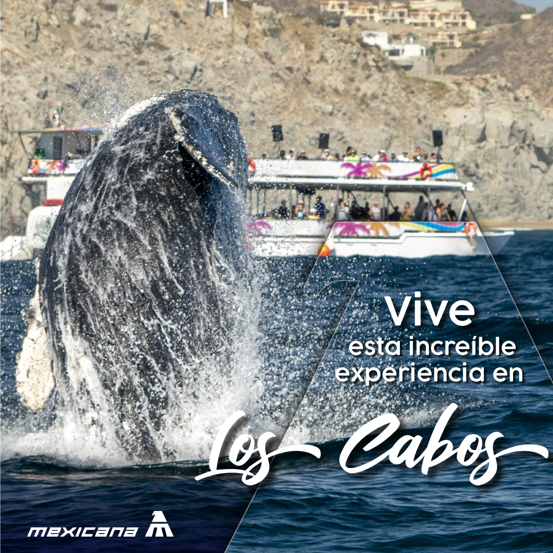 Experiencias inigualables que Los Cabos te regalan. 🐋✨☀️
#DestinosEspeciales #VuelaConMamáEnMexicana