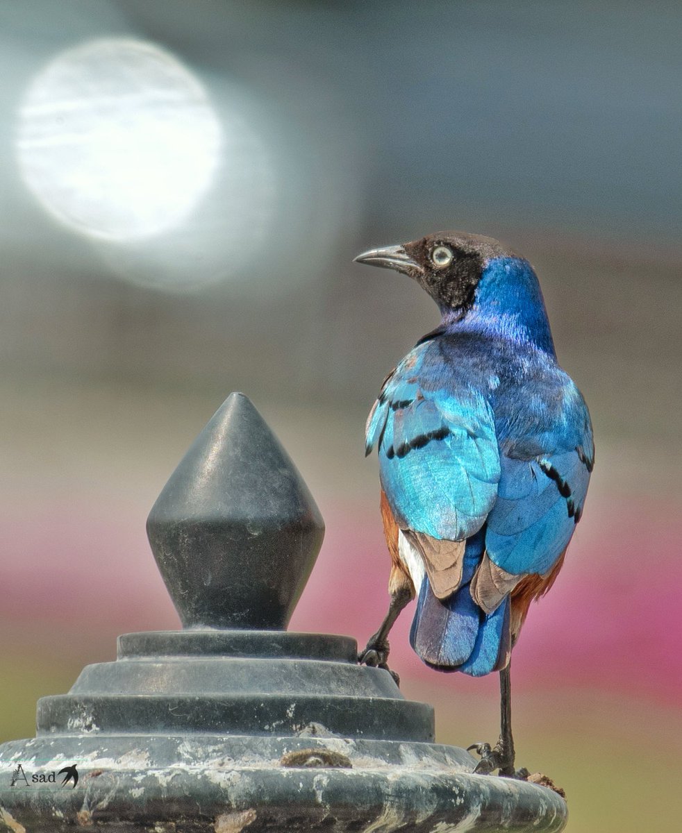 Superb starling, the name also has the adjective to describe it. See the luminous blues brilliantly reflected by sunlight as it perched on a park fence. The pink bloom in the park behind as shallow DOF looks pleasing. #IndiAves #birdphotography #BBCWildlifePOTD #birdwatching