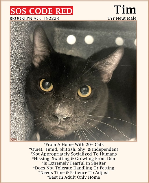 🆘CODE RED🆘TBD TUE 5/14/24🆘PLEDGES NEEDED🆘 💖TERRIFIED 1YO BLACK KITTY 'TIM'💖 😿💔ELDERLY OWNER FACING EVICTION, TBD BC HE'S SCARED 🚨NEEDS #RESCUE #FOSTER ASAP🚨 ▶192228 facebook.com/photo/?fbid=81… 🚨NEW HOPE RESCUE ONLY🚨 🙏🏽#PLEDGE 2 #SAVEALIFE #BROOKLYN #NYCACC #CAT