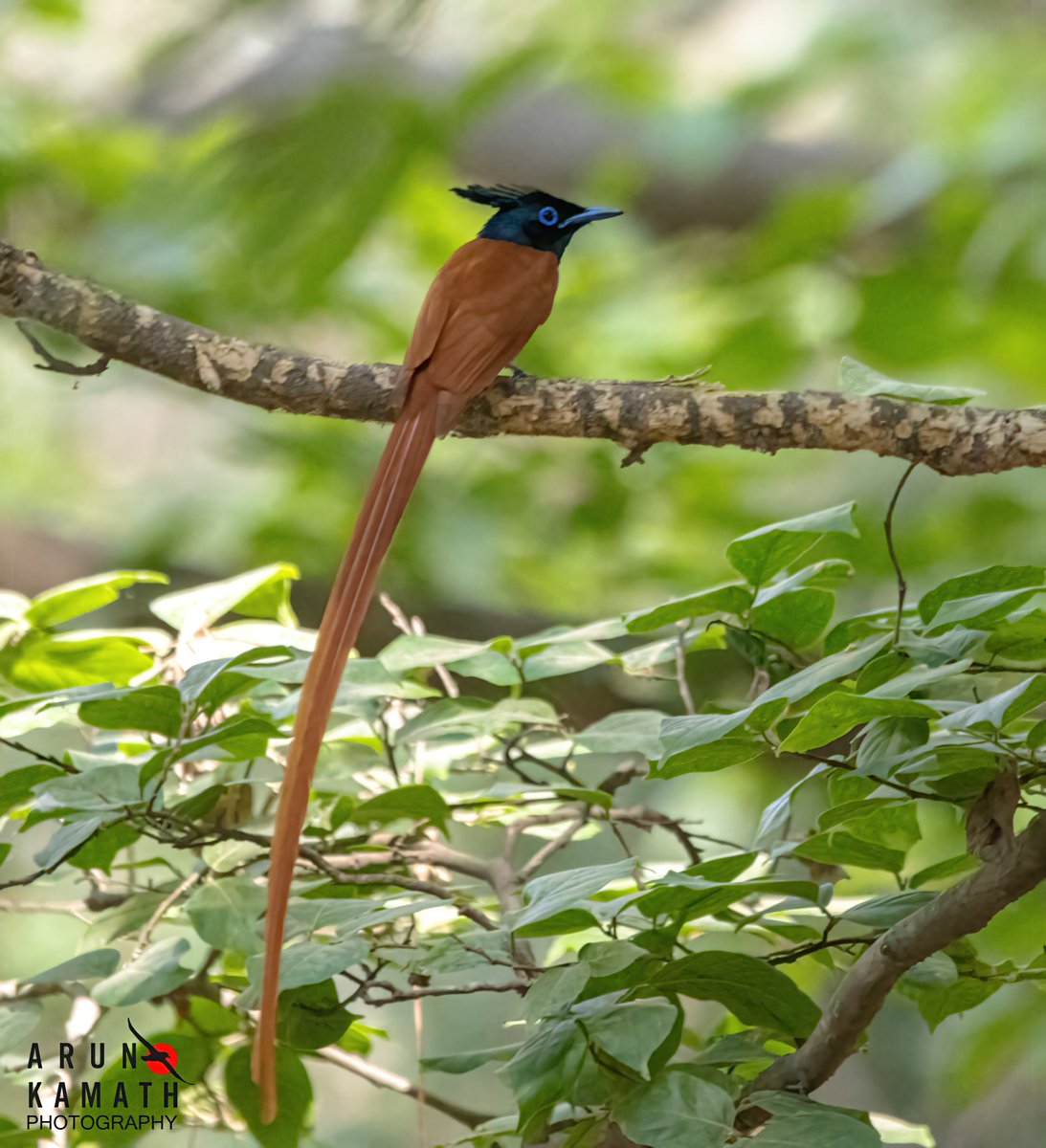 Start of the week with this handsome Indian Paradise Flycatcher. They visit the north India for breeding in summer. #IndiAves #TwitterNatureCommunity #thephotohour #birdwatching #birds