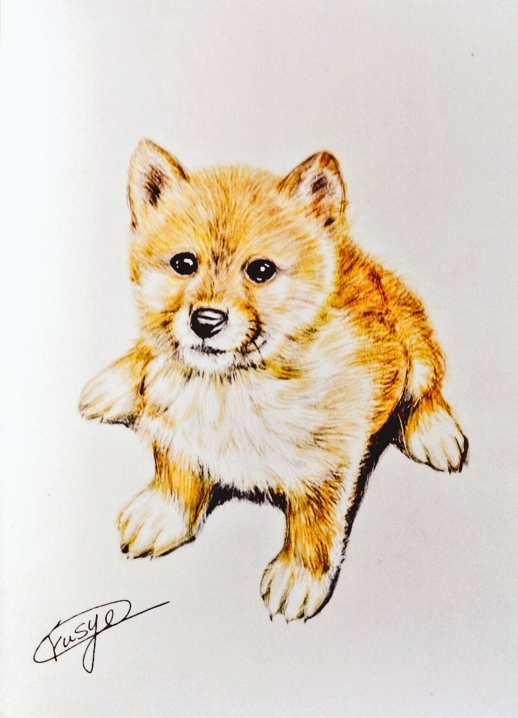 #愛犬の日 愛犬の日？ならば、シバワンコの仔犬を✨ #色鉛筆画