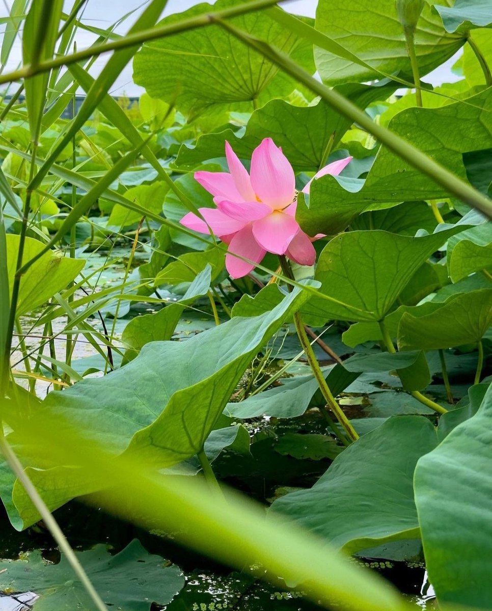 #flowers #lotus #abandoned #swamp #summer