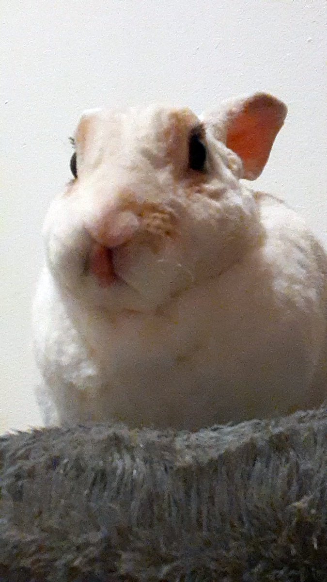 floorsharkmomma's tweet image. Loving mlems to all momthers today!!! #mlems #CloverRex #ILoveMyMommy