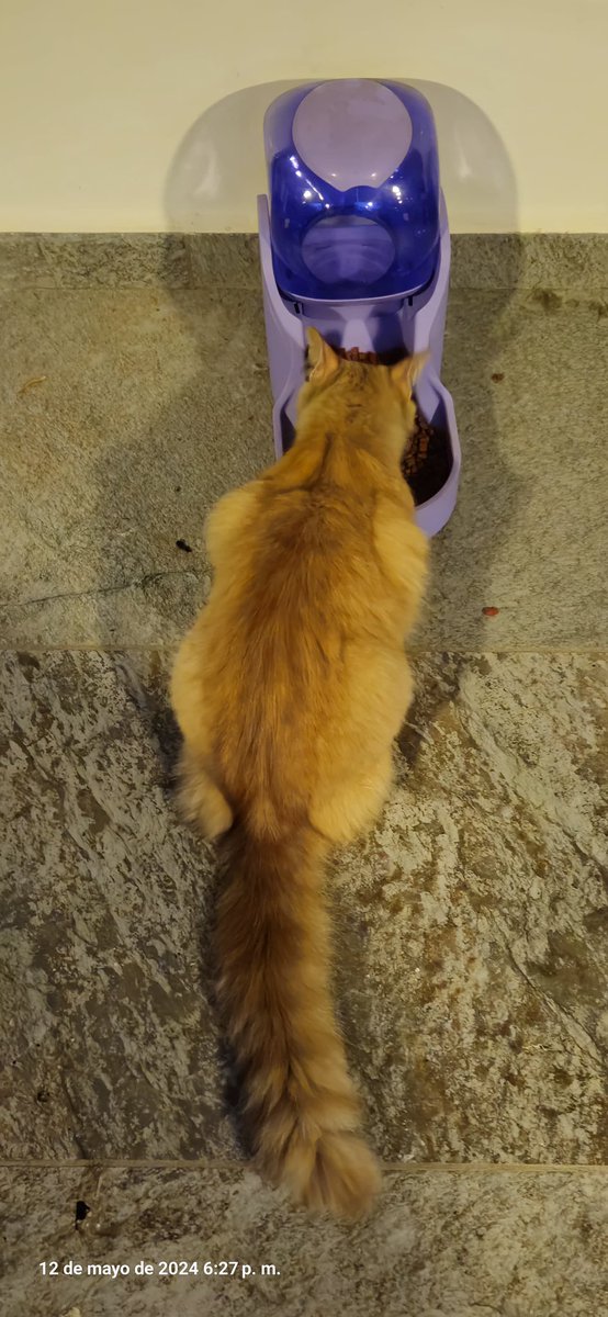 Me comentan que este Naranjo 🍊 ha llegado desde la semana pasada a Puerta Real en Santa Tecla. Es demasiado dócil y se ve muy bien como para ser un gato de calle. 
Si alguien lo anda buscando que sea de esa zona que se comuniquen conmigo para pasar los datos.
Me ayudan con un RT