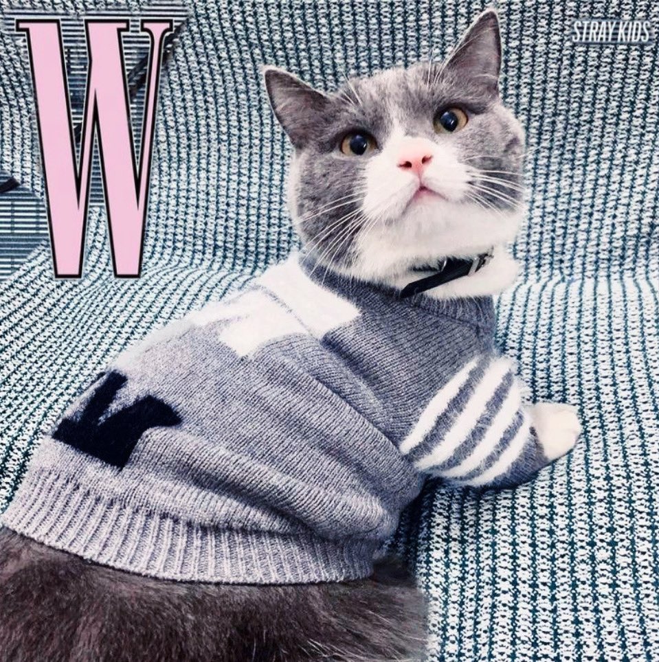lee know as cats 🐱 (@linoascats) on Twitter photo 