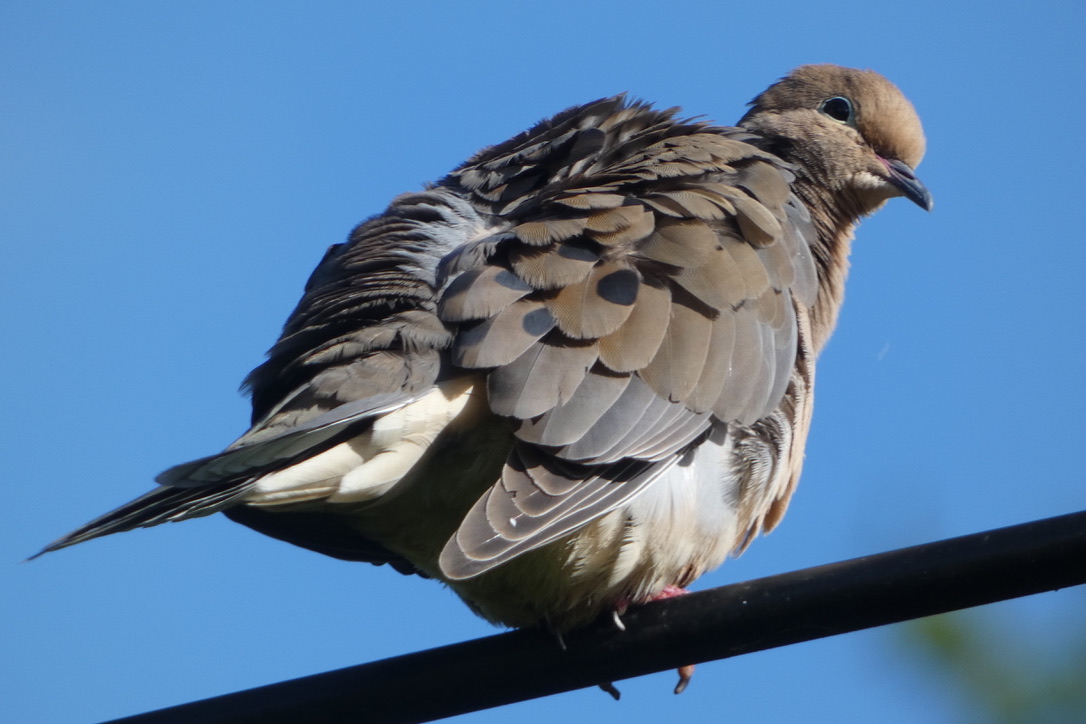 Mourning #Dove all fluffed-up, today #birdwatching #BirdsSeenIn2024 #BirdsOfTwitter