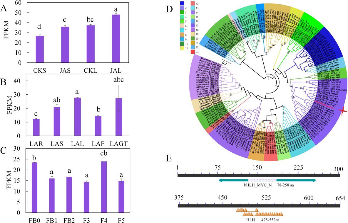 SciencNews's tweet image. #Lavender's key compounds, #linalool and #caryophyllene, regulated by LaMYC7, boost #plant #immunity to Pseudomonas syringae. 

LaMYC7 enhances #terpenesynthesis, reducing susceptibility. 

@OxfordJournals @Hortres #Lavender #plants #Life #Biology 
Details:doi.org/10.1093/hr/uha…