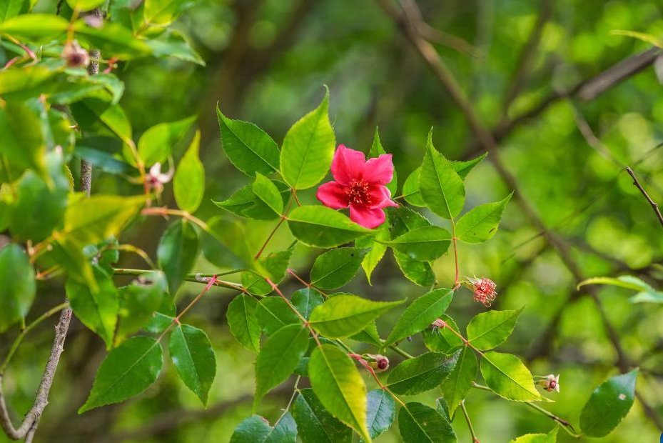 Chinese researchers have discovered Rosa lucidissima, a critically endangered species of Rosa chinensis, commonly known as China rose, in southwest China's Guizhou Province. china.org.cn/china/2024-05/…
