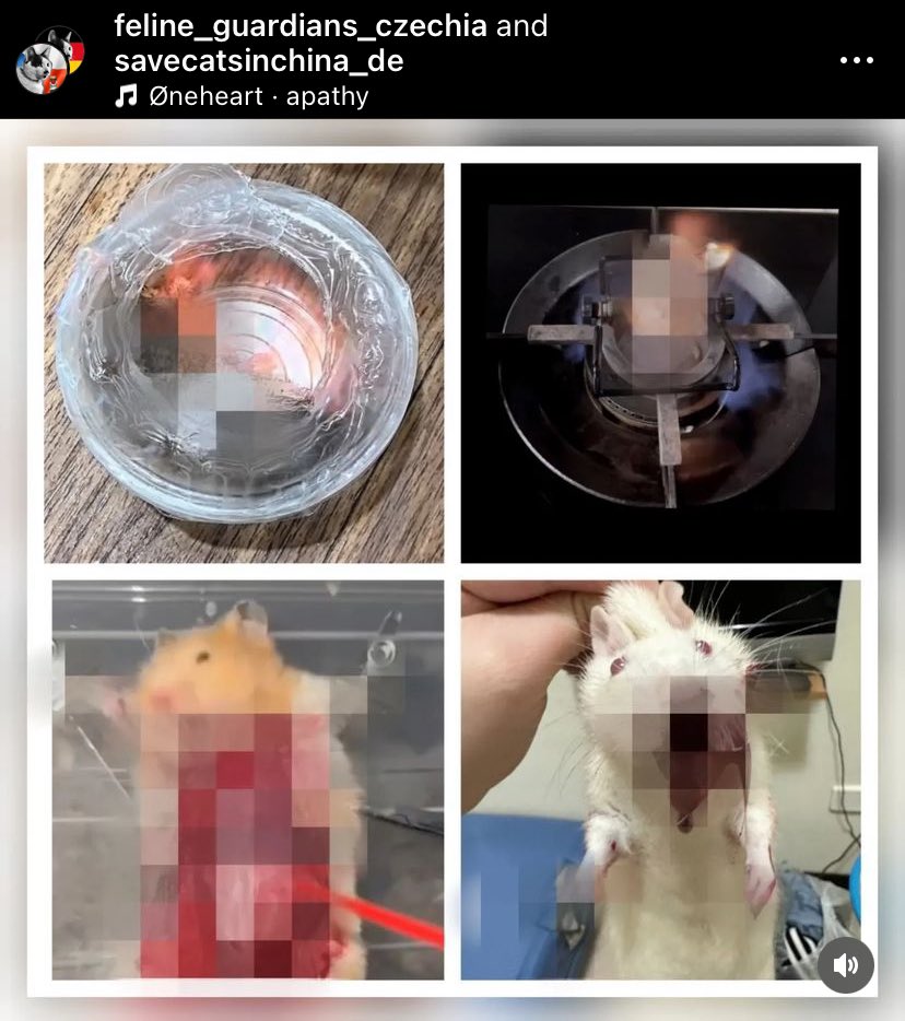 Now they’re also torturing hamsters 🐹🇨🇳💩 #AnimalCruelty #AnimalAbuse #BoycottChina #StopChinaCatAbuse