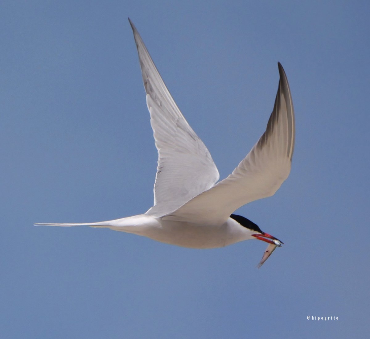 A Common Tern with some lunch. Robert Moses State Park, Long Island, NY #birding #birds #birdwatching