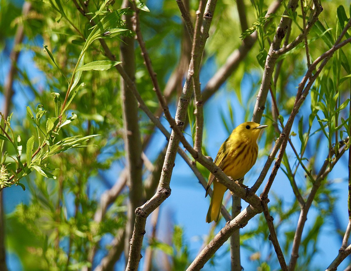 I took this!!! Yellow Warbler looking cute! I’m getting better at bird photos!!