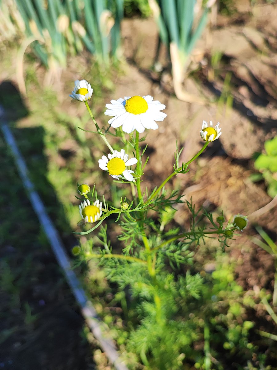 Finally, the German chamomile flowers have started to bloom. I made freshly brewed herbal tea with lemon balm, Jerusalem artichoke, fennel, and lemon thyme.😌✨

 #homegrown #herb #ハーブ 
#キッチンガーデン
#INASHIKINEST