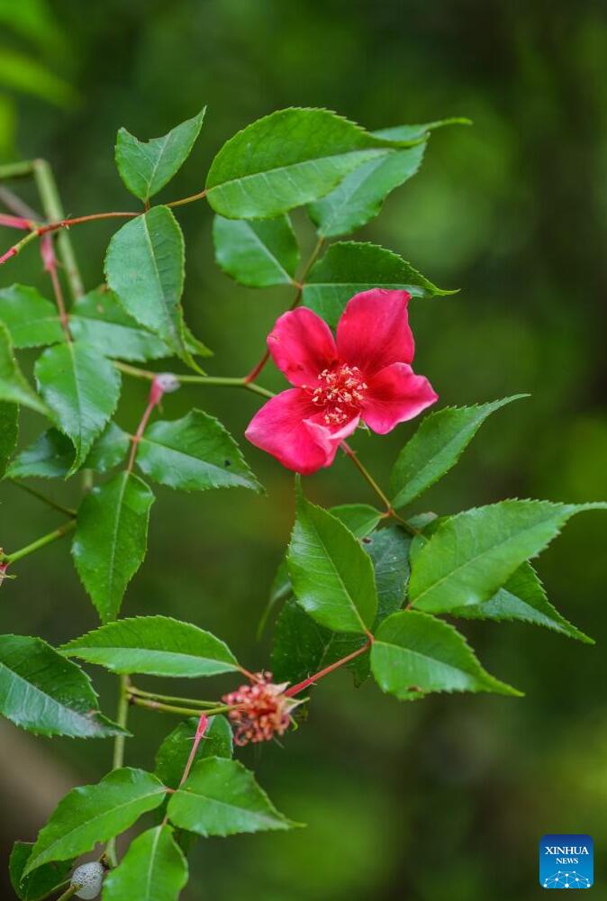 Chinese researchers have discovered Rosa lucidissima, a critically #endangered species of Rosa chinensis in southwest China's Guizhou Province. china.org.cn/photos/2024-05… #flowers