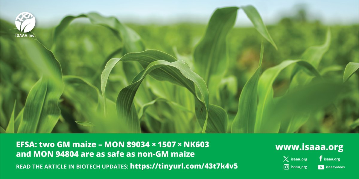 The EFSA GMO Panel concludes GM maize MON 89034 × 1507 × NK603 and MON 94804 are as safe as their conventional counterpart and non-GM maize varieties tested. Read more in #BiotechUpdates: tinyurl.com/43t7k4v5