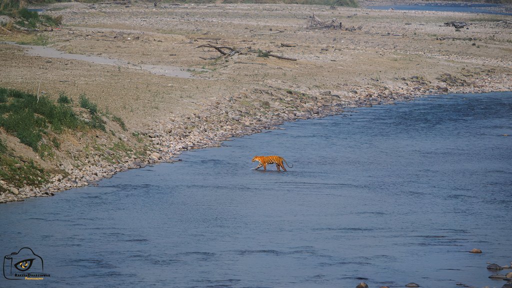 #RoyalBengalTiger crosses the #Ramganga at #Dhikala. Doubt there is a more stunning scene than this in nature 😍 #IndiAves #Corbett @natgeoindia #canonphotography #Tiger #BBCWildlifePOTD #TwitterNatureCommunity @ParveenKaswan