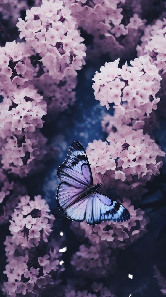 Each bird has a sky to call And i no matter how i flew away My wings flank you As a butterfly spread by fire I spoil like a technician in your sky And i practice the craved death ｡ﾟﾟ･｡･ﾟﾟ｡ ﾟ｡ ｡ﾟ ﾟ･｡･ﾟ ꕥ ♡ ♡ 🦋