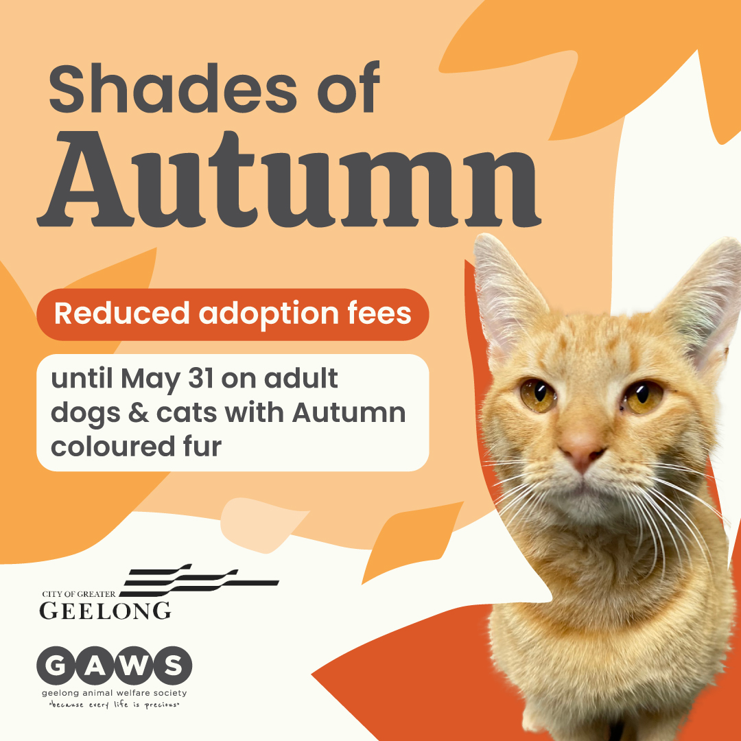 🐕As Geelong Animal Welfare Society offers a reduced adoption fee on any adult pet with a shade of autumn in their fur through to the end of May, we’re providing free registration for any animal adopted through this promotion for this year. Learn more 👉 gaws.org.au