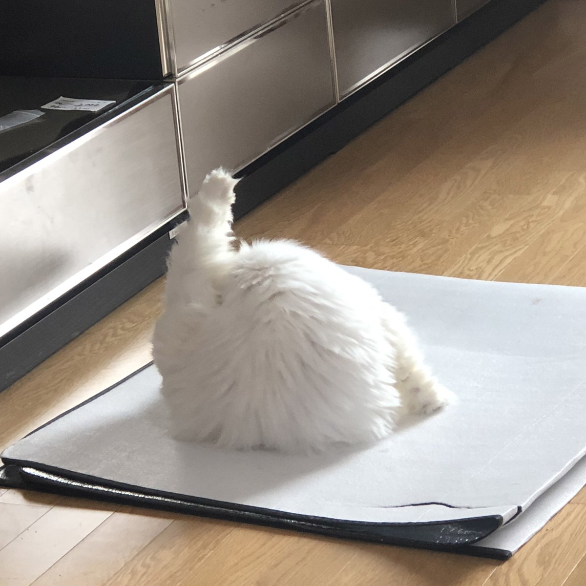 jujin1567809's tweet image. #猫 #고양이 #Cat
