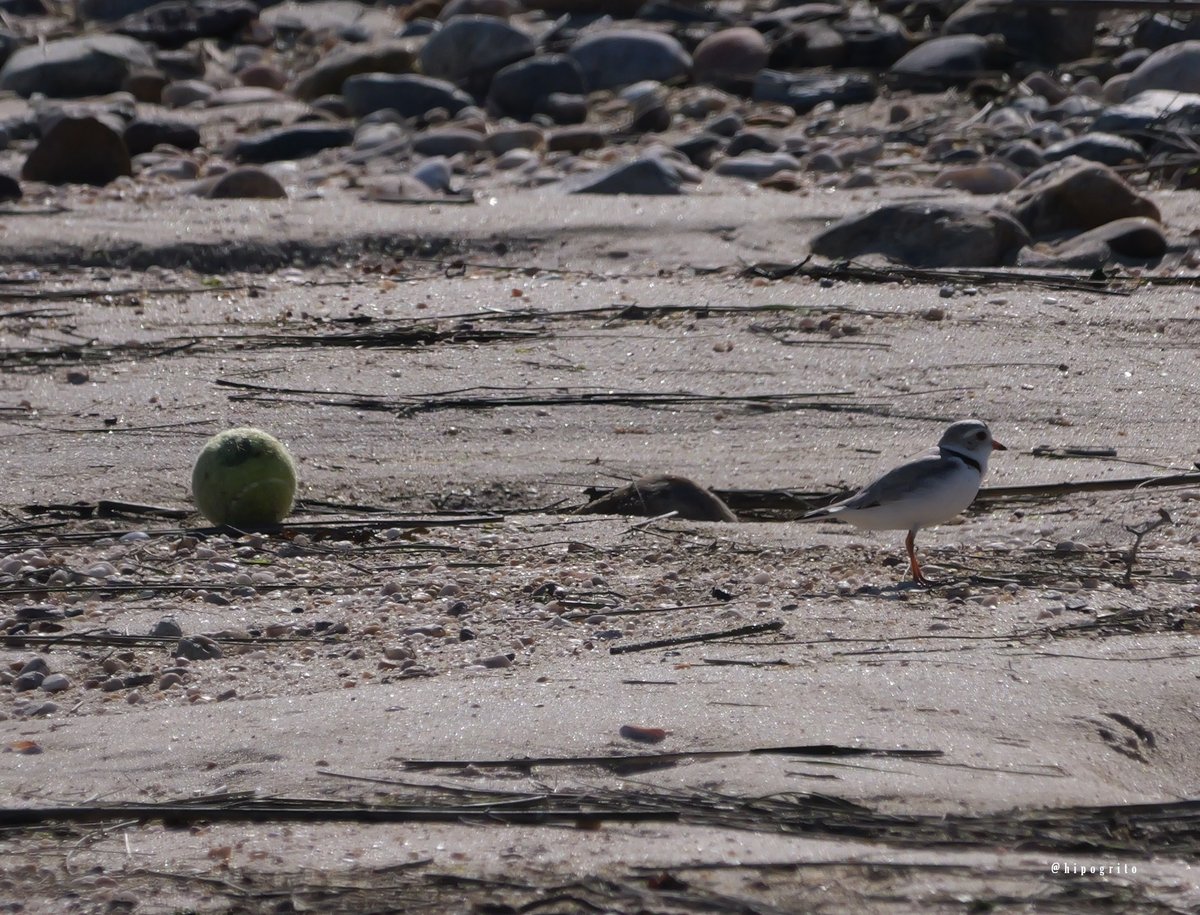 Piping Plover vs tennis ball. Not a good picture, totally backlit and really far away but, still, I think it shows pretty well the size of this little plovers. Long Island, NY #birds #birding #birdwatching #BirdsOfTwitter