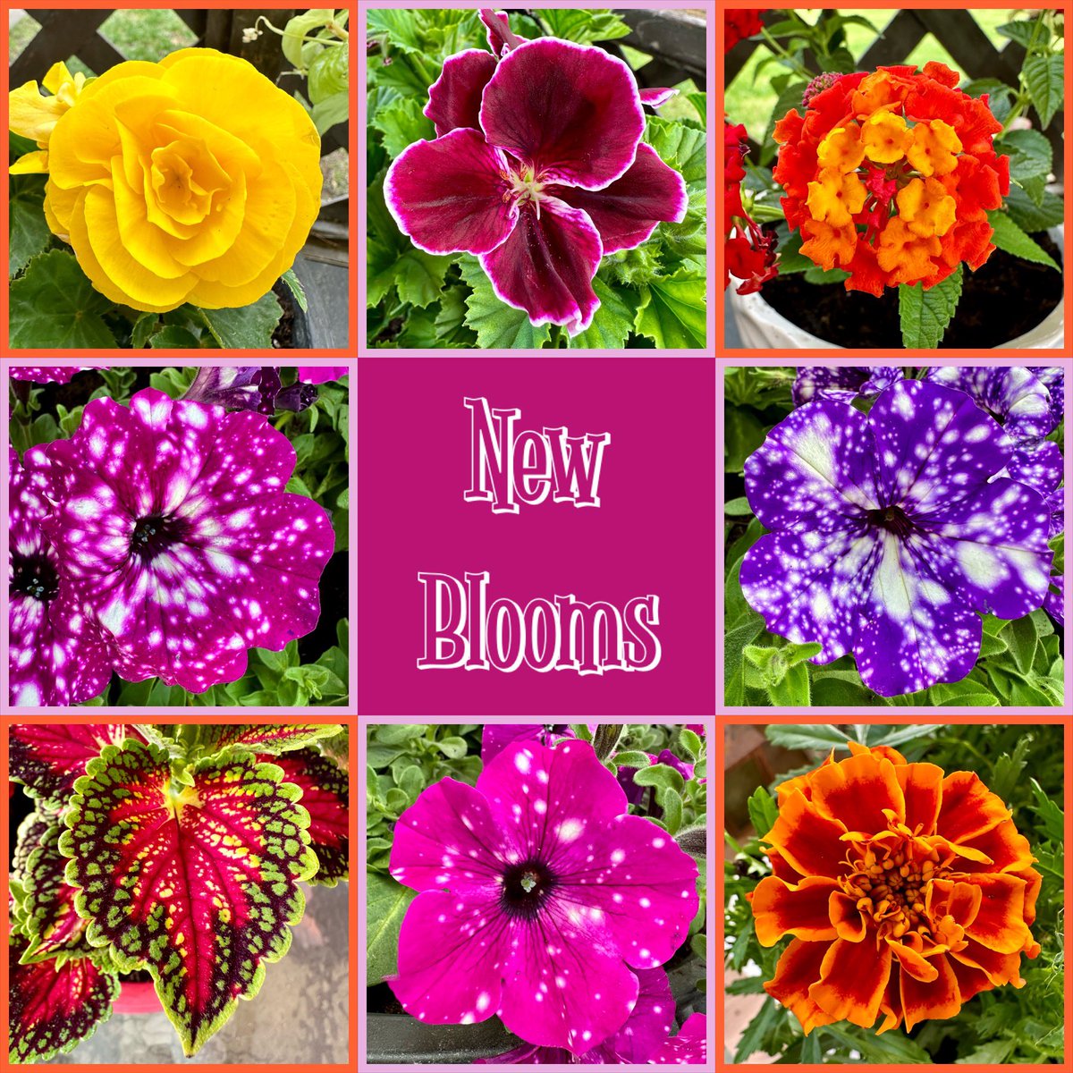 The outdoor gardening season is officially started! Here are some of the new plants I got today at @lagreenhouse 🌸 🌼 🌺 💕 #plantsofinstagram #flowersofinstagram #inbloom #gardening #spring